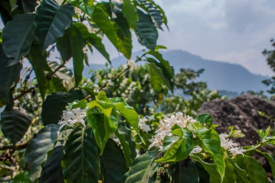 Pampojila | Guatemala | Filter
