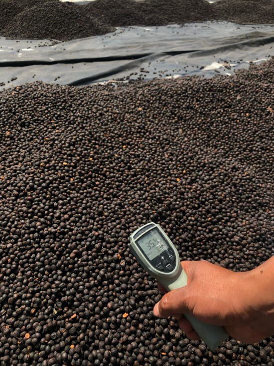 Pampojila | Guatemala | Filter