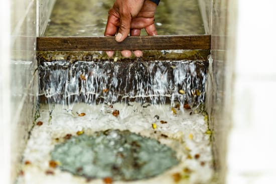 Pampojila | Guatemala | Filter