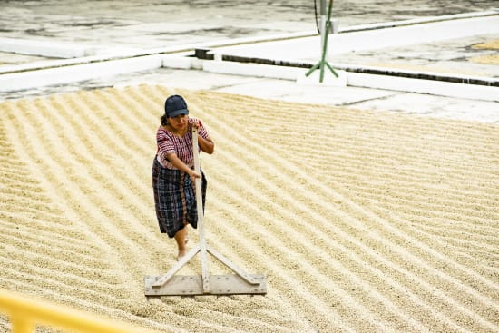 Pampojila | Guatemala | Filter