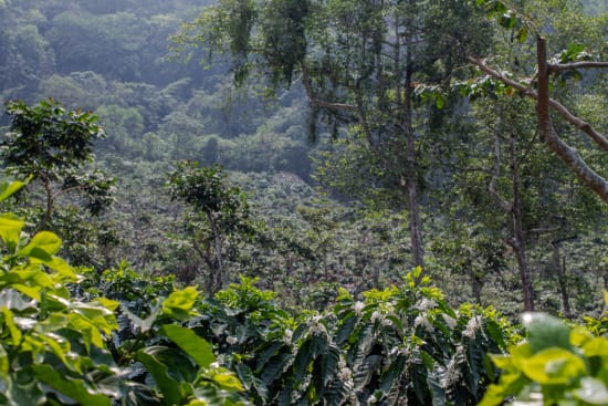 Pampojila | Guatemala | Filter