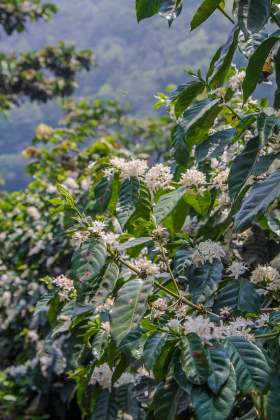 Pampojila | Guatemala | Filter