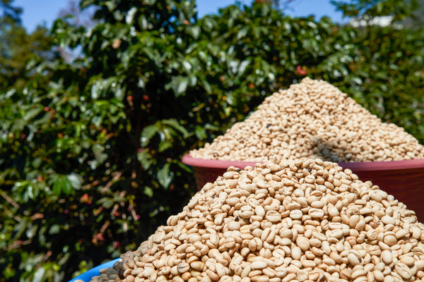 Rene Mendez | Guatemala | Espresso