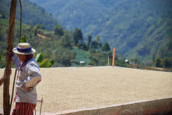 Wilmer Barrios | Guatemala | Filter
