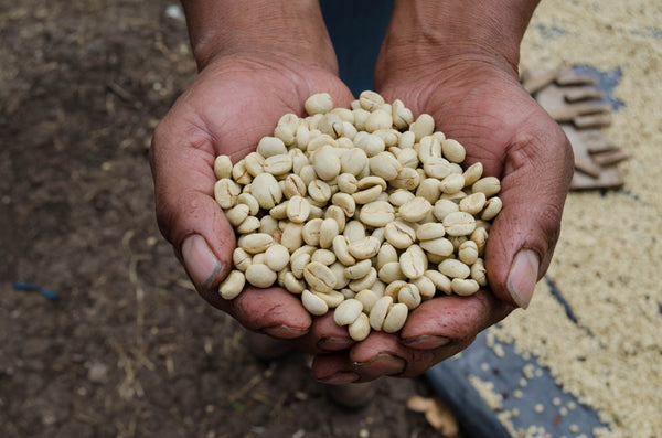 Rene Mendez | Guatemala | Espresso