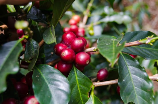 Finca Quenja | Guatemala | Espresso