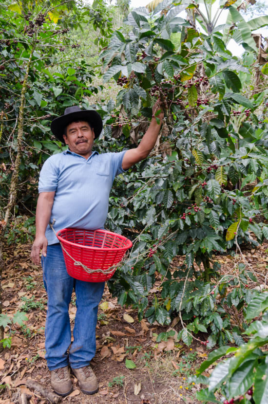 Finca Quenja | Guatemala | Espresso
