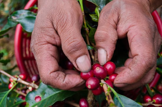 Finca Quenja | Guatemala | Espresso
