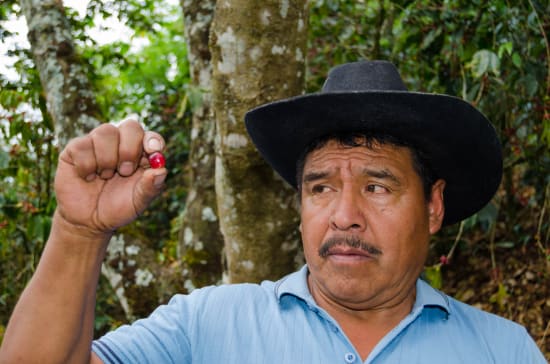 Finca Quenja | Guatemala | Espresso