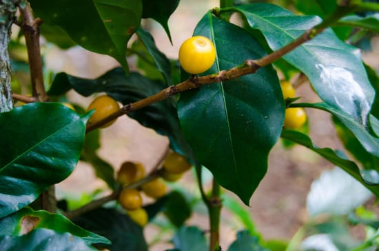 Finca Quenja | Guatemala | Espresso