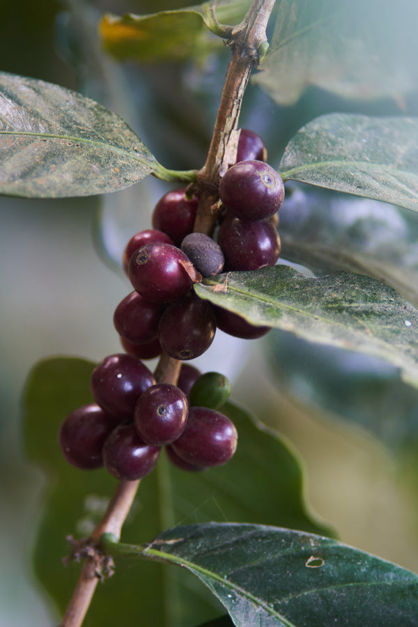 Las Flores | Honduras | Espresso