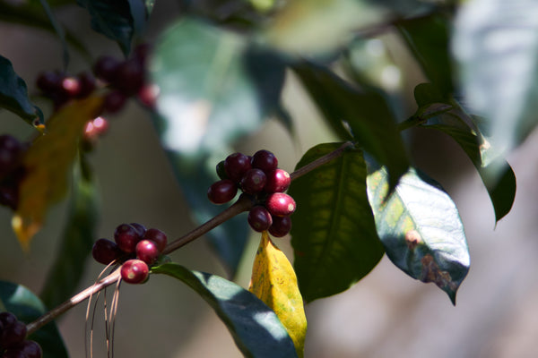 Las Flores | Honduras | Espresso