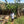Bnivaans Estate | Kenya | Espresso