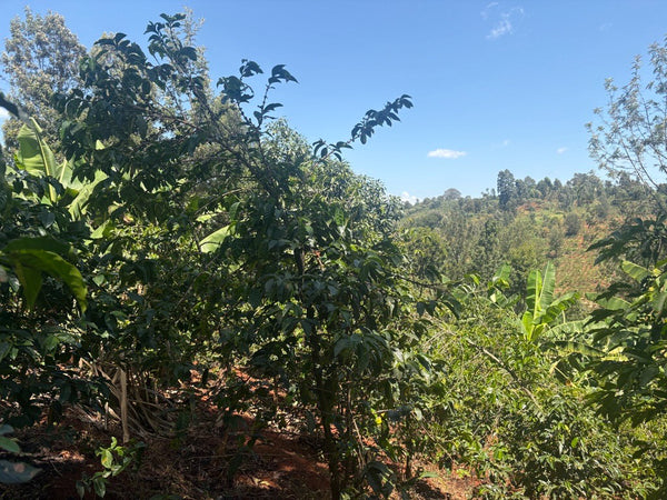 Bnivaans Estate | Kenya | Espresso