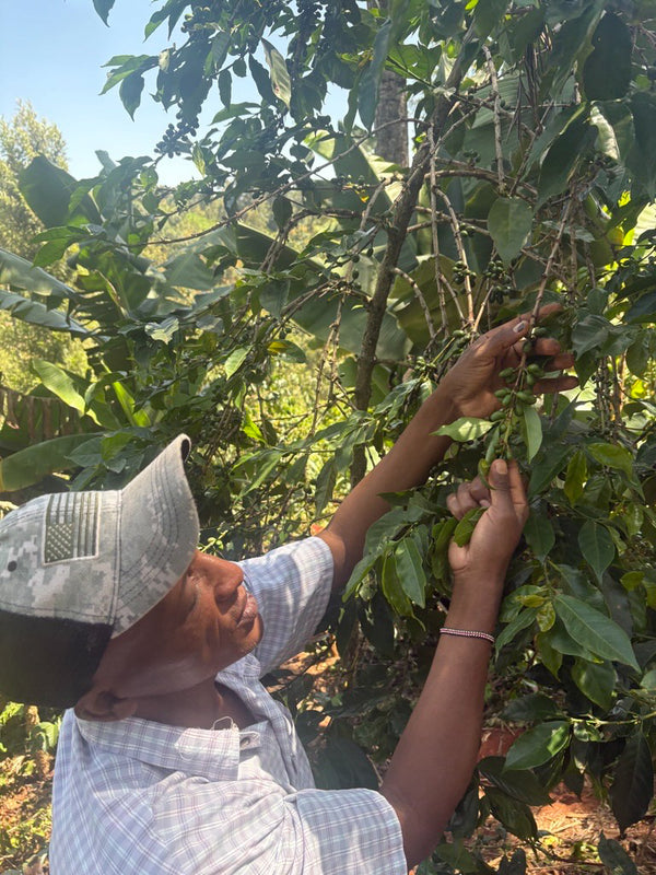Bnivaans Estate | Kenya | Espresso