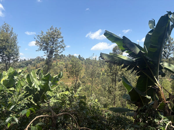 Bnivaans Estate | Kenya | Espresso