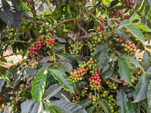 Gichathaini | Kenya | Filter