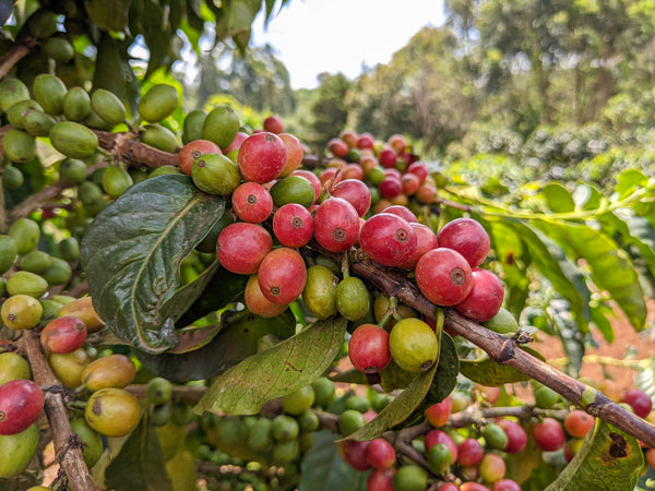 Gichathaini | Kenya | Filter