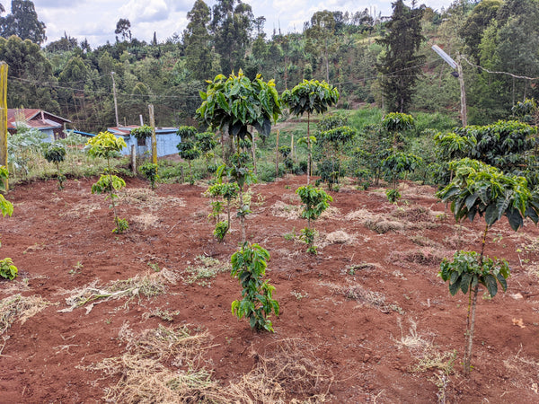 Gichathaini | Kenya | Filter