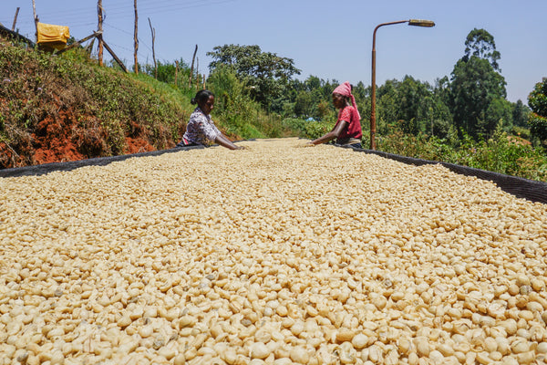 Gachatha | Kenya | Espresso