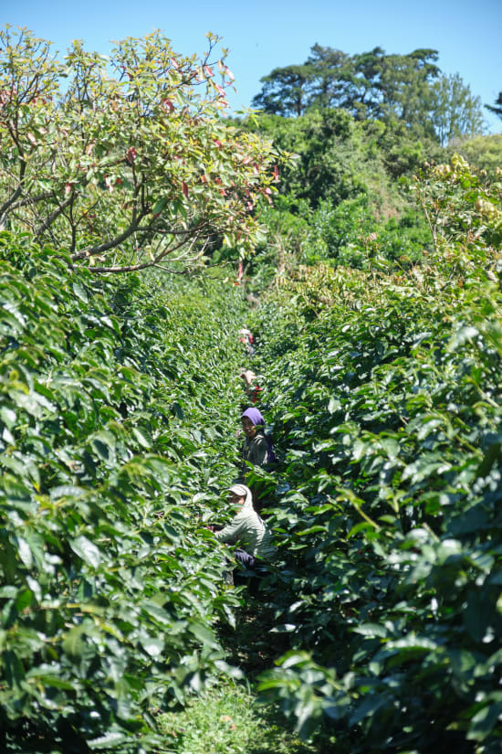 Las Lajas | Costa Rica | Espresso