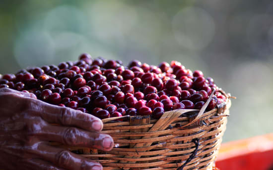 Agua Sarca | Nicaragua | Filter