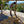 Pintado Huamán | Peru | Filter