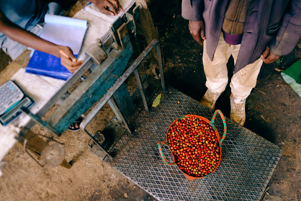 Jigesa | Ethiopia | Filter