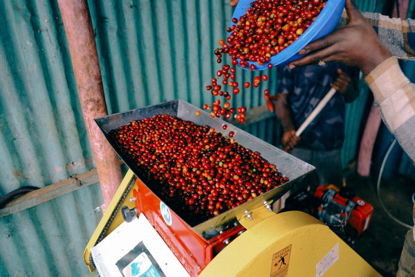 Ayla Bombe | Ethiopia | Filter
