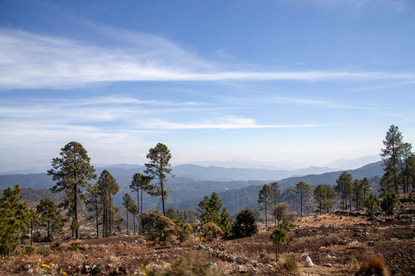El Aguacate | Guatemala | Filter [Wholesale]