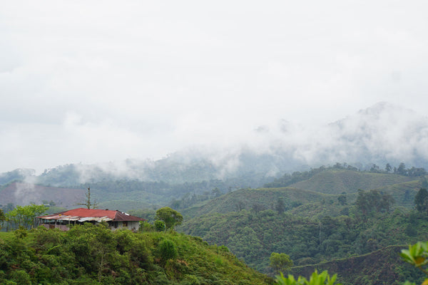 China Alta | Colombia | Espresso