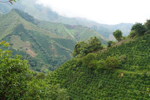 China Alta | Colombia | Espresso