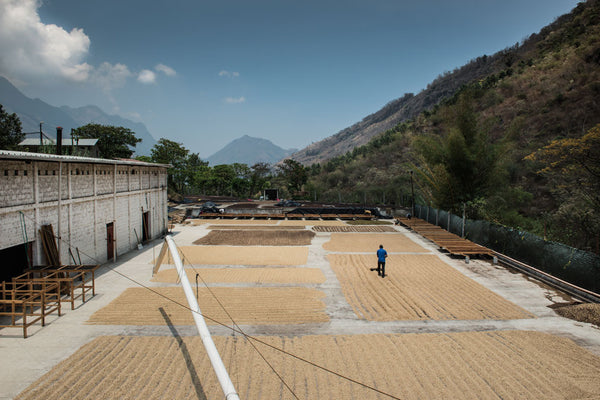 Calahute | Guatemala | Espresso