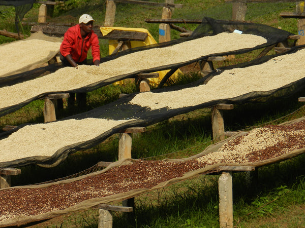 Kibingo | Burundi | Espresso