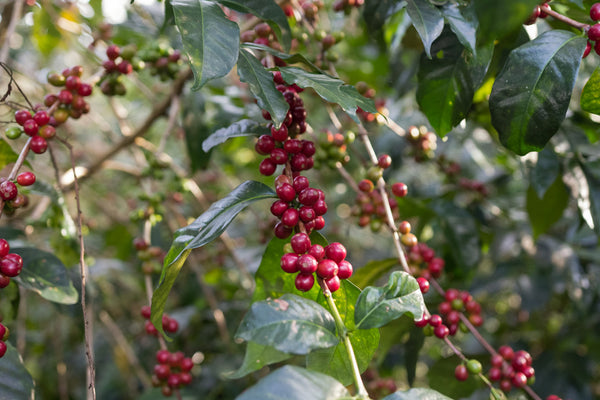 Hadeso | Ethiopia | Espresso