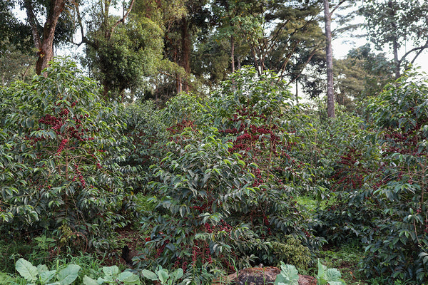 Jigesa | Ethiopia | Filter