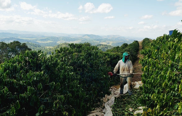 Deli | Pântano | Brazil [Wholesale]