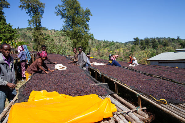 Hadeso | Ethiopia | Espresso