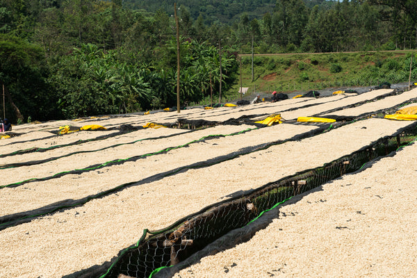 Hadeso | Ethiopia | Espresso [Wholesale]