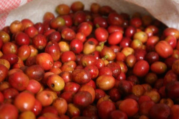 Nemba | Burundi | Filter