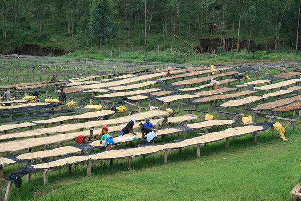 Kibingo | Burundi | Espresso