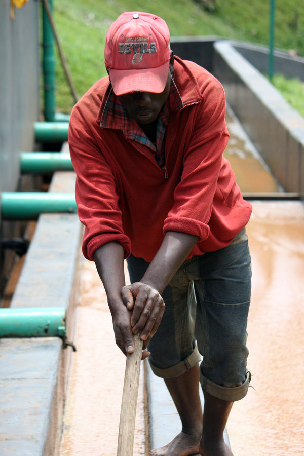 Kibingo | Burundi | Espresso