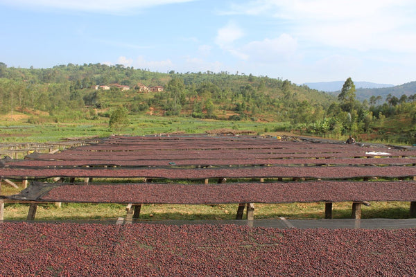 Nemba | Burundi | Filter