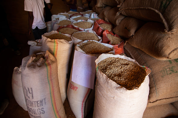 Jigesa | Ethiopia | Filter