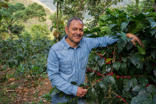 El Aguacate | Guatemala | Filter [Wholesale]