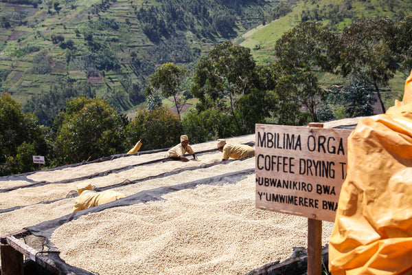 Mbilima | Rwanda | Espresso
