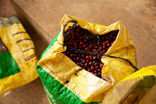 El Aguacate | Guatemala | Filter [Wholesale]