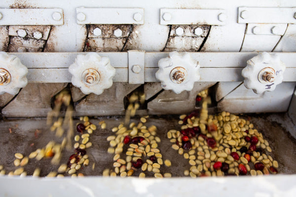 El Aguacate | Guatemala | Filter [Wholesale]