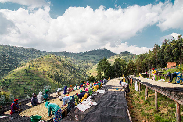 Mbilima | Rwanda | Espresso