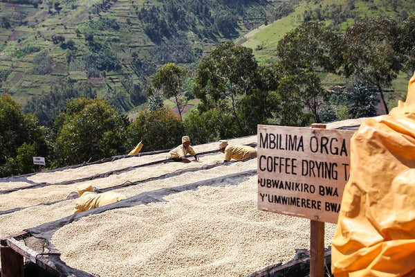Mbilima | Rwanda | Espresso